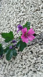 Close-up of pink flowers blooming outdoors