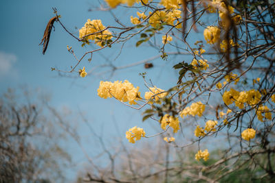 Low angle view of flowering plant against sky