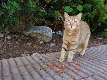 Portrait of cat sitting outdoors