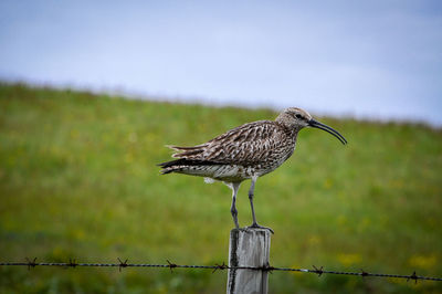 Seagull perching on wooden post