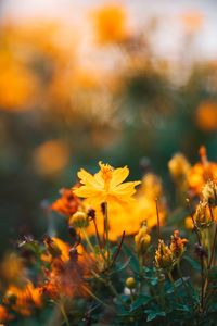 Close-up of yellow flowering plants on field