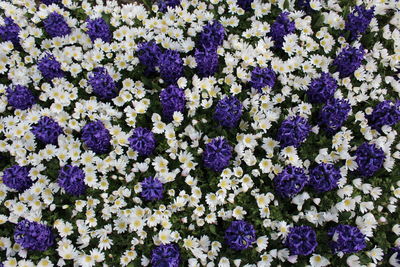 Full frame shot of purple flowering plants