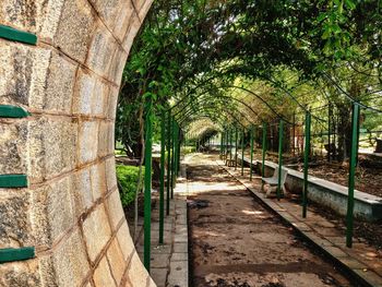 Walkway amidst trees