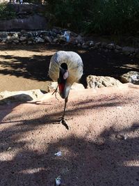 High angle view of bird on land