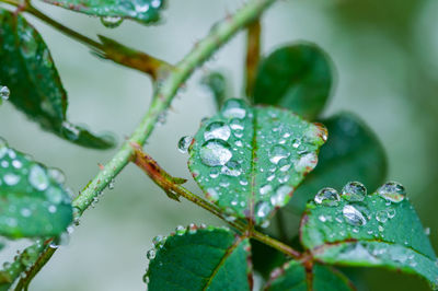 Close-up of water drops on leaves