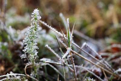 Close-up of frozen plant on land