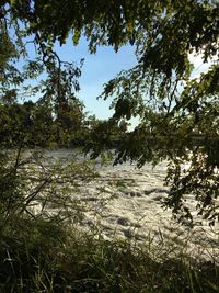 Scenic view of lake in forest against sky