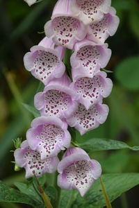 Close-up of pink flowers