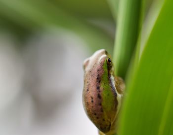 Close-up of plant