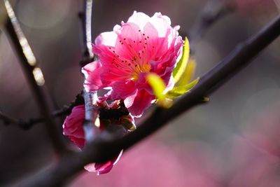 Close-up of pink flowers