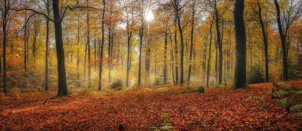 Trees growing in forest during autumn