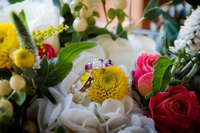 Close-up of roses by plants