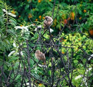 Bird perching on a tree