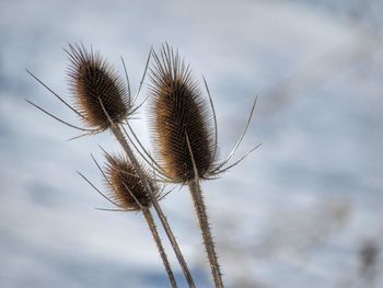 Close-up of dry thistle against sky