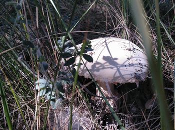 Close-up of mushroom growing on field