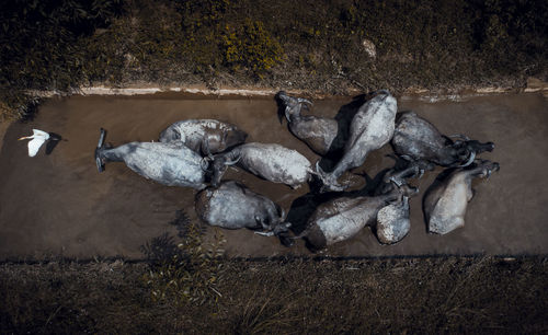 High angle view of bird on land