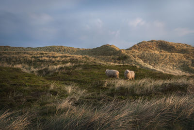 Hay bales on field against sky