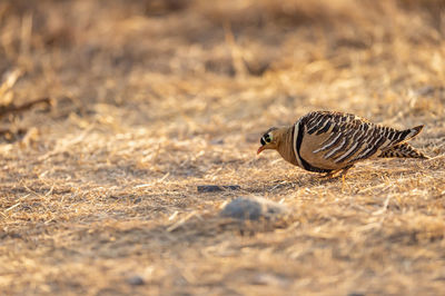 Close-up of a bird on land