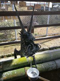 Close-up of lizard on metal fence