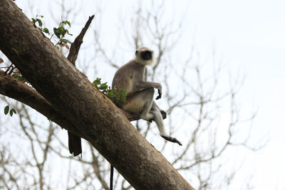 Low angle view of birds perching on branch