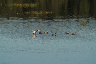 Ducks swimming in lake