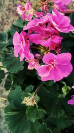 Close-up of pink flowers blooming outdoors