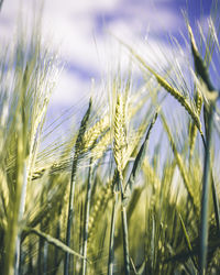 Close-up of stalks in field