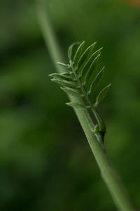 Close-up of fresh green plant