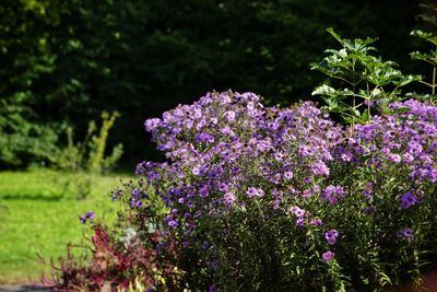 Close-up of purple flowering plants on field