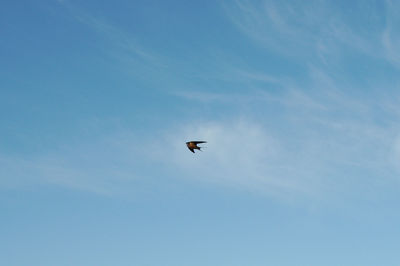 Low angle view of bird flying in sky