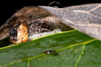 Close-up of wet leaves