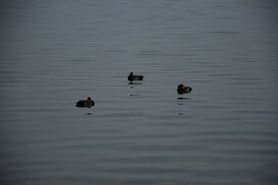 View of ducks swimming in lake