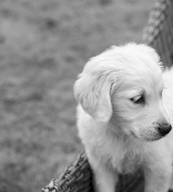 Golden retriever puppy dog at play in snowdonia national park in north, wales uk