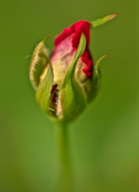 Close-up of flower bud