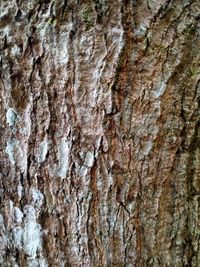 Full frame shot of tree trunk