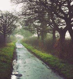 Road passing through forest