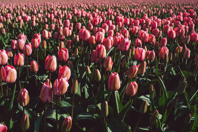 Close-up of tulips in field