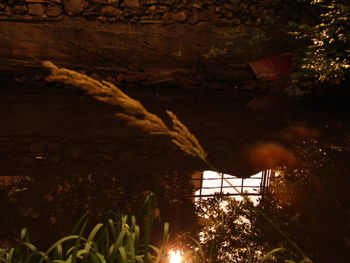 Illuminated tree by building against sky at night
