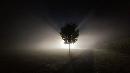 Illuminated trees in dark