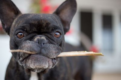 Portrait of a black dog