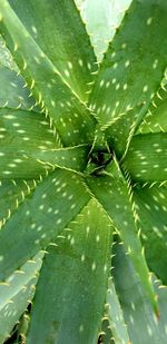 Full frame shot of succulent plant