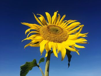 Close-up of sunflower against blue sky