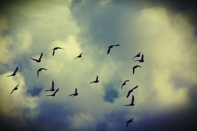 Low angle view of birds flying against sky