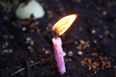 Close-up of plant against blurred background