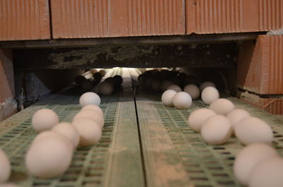 High angle view of eggs in container