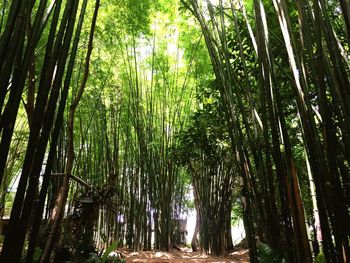 Bamboo trees in forest