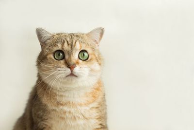 Close-up portrait of cat against white background