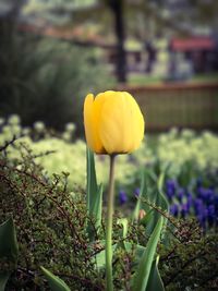 Close-up of yellow crocus blooming on field