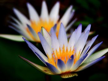 Close-up of water lily