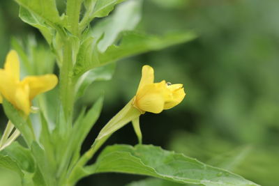 Close-up of yellow flower blooming outdoors